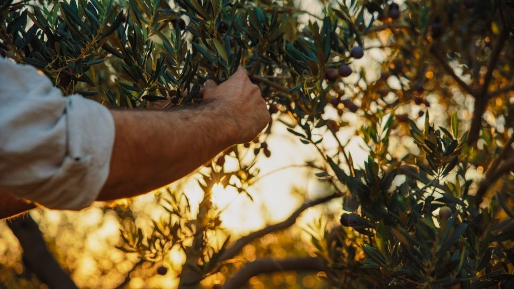 Measuring Olives and Olive Oil on the spot