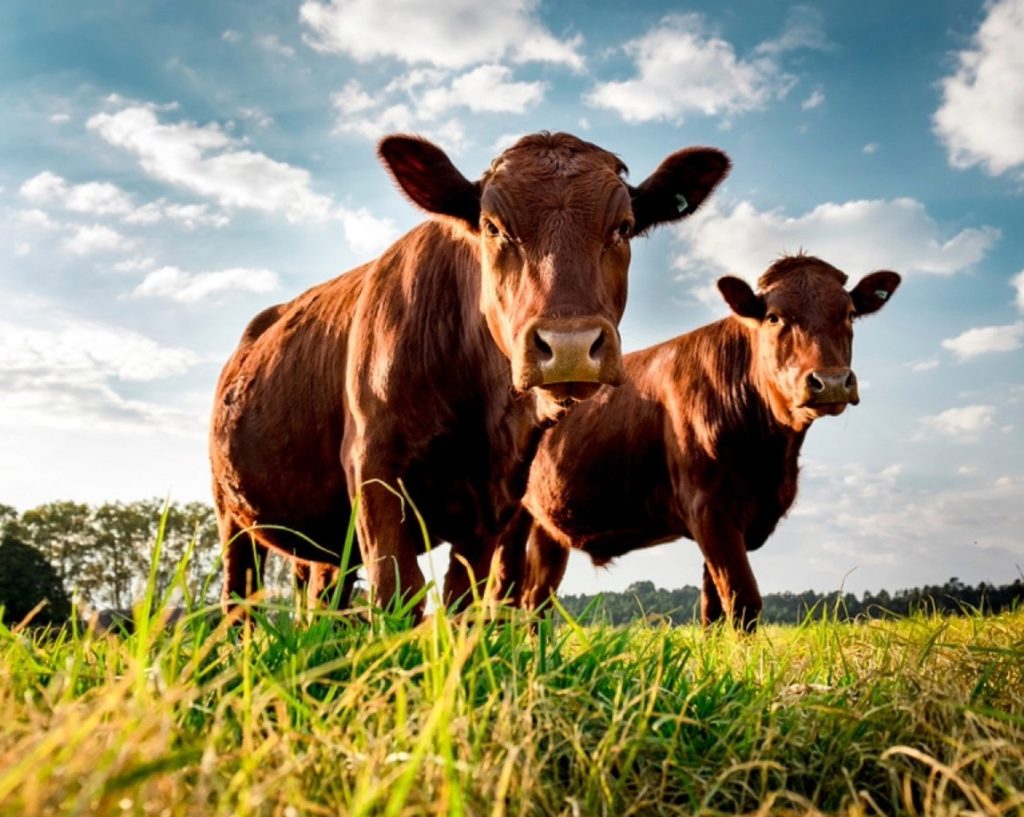 Portable NIR Solution for Instant Meat Quality Checks