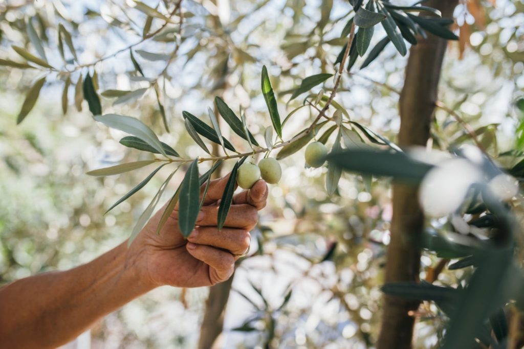 Olives and olive oil measured on the spot