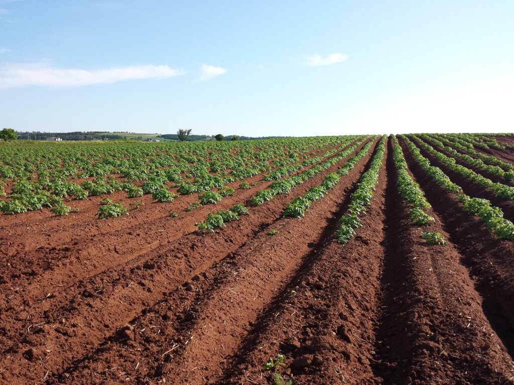 NIRStudio-Agropage-field-potatoes