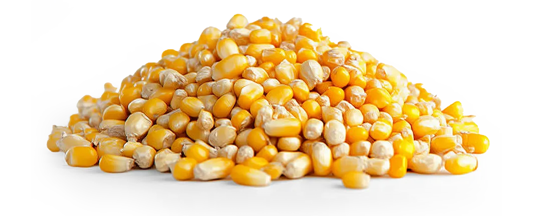Corn kernels analysed with NIR