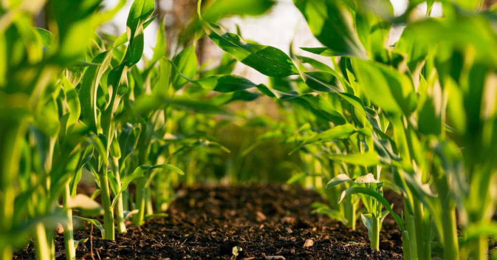 Corn production analysed in real time with portable NIR
