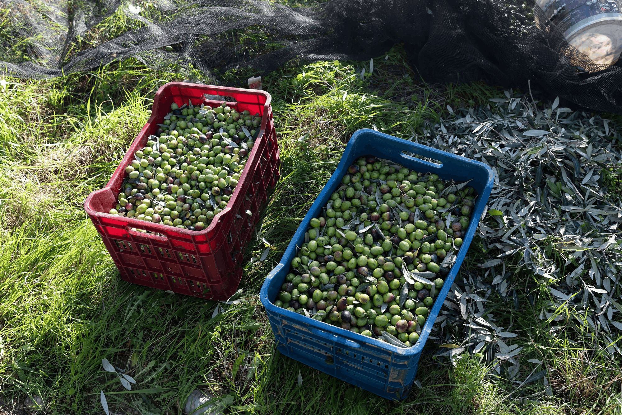Olive harvesting