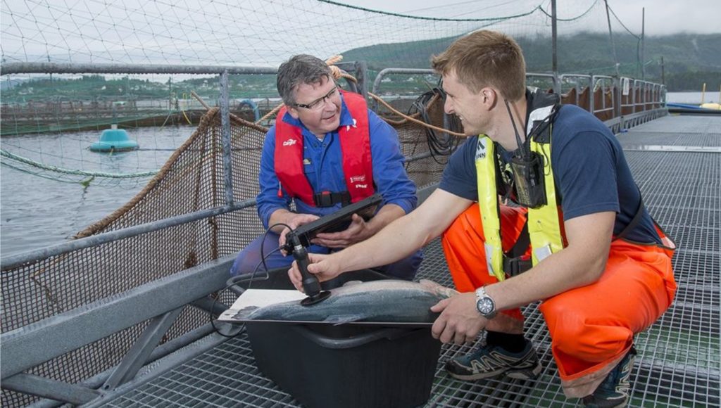 Live salmon fat measurement on a fish farm